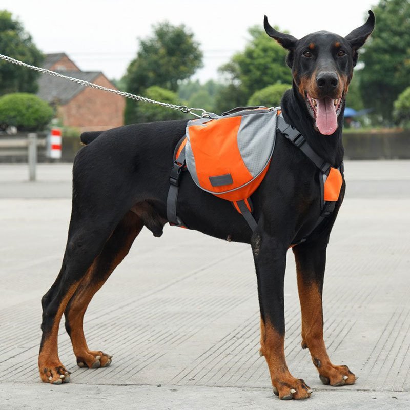 dog backpack