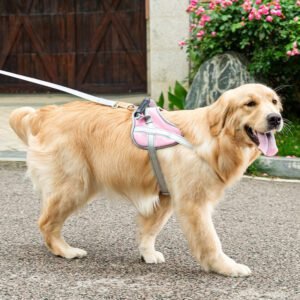 dog harness and leash set