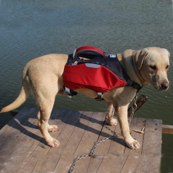 dog swim gear