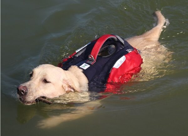 dog swim vests best