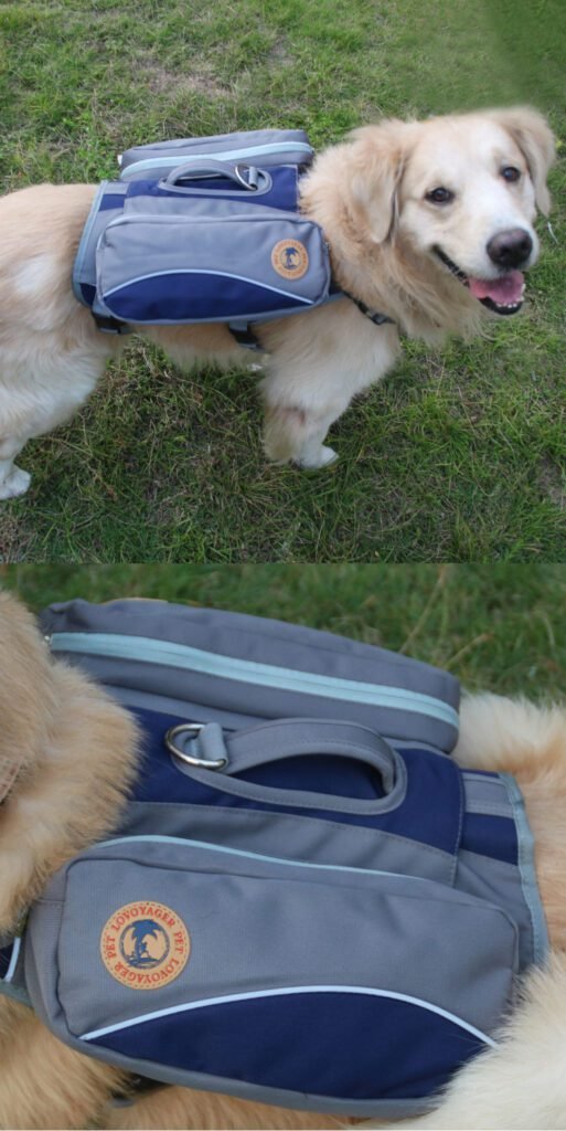 dog wearing backpack