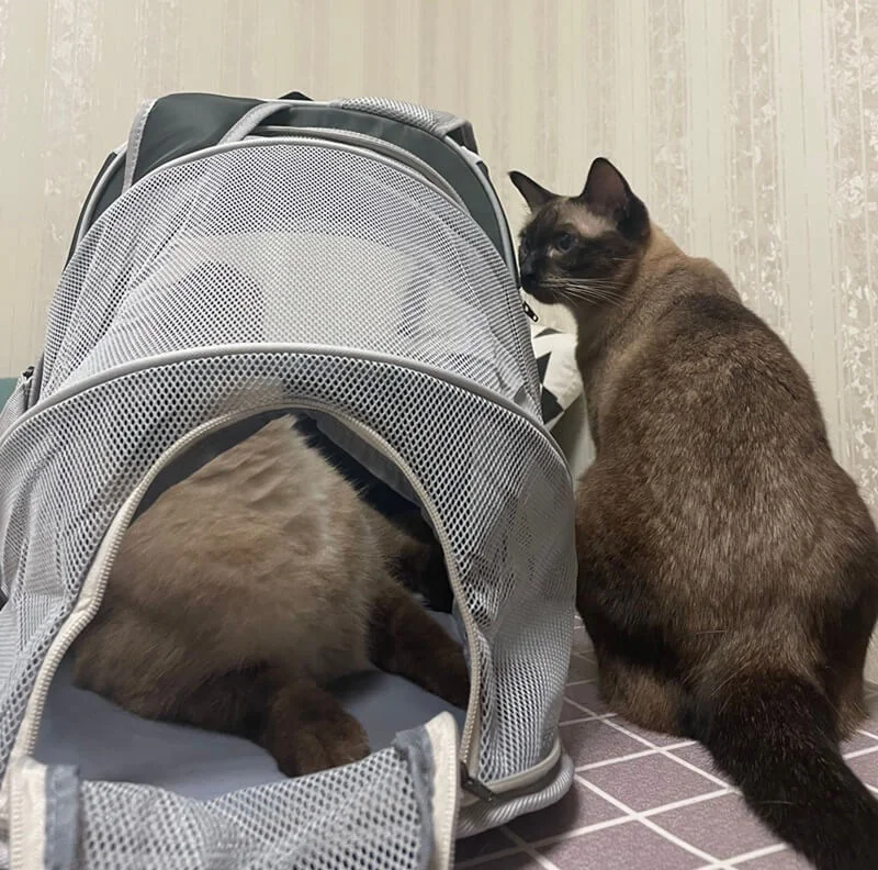 collapsible pet carrier