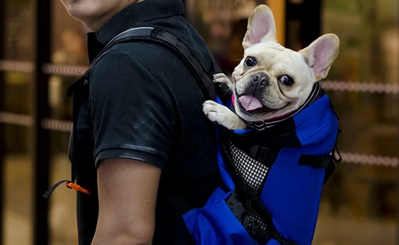 dog carrier french bulldog