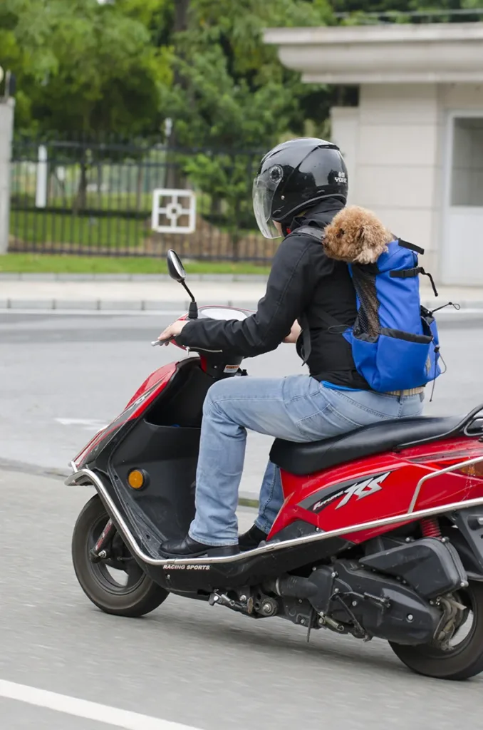 motorcycle backpack for small dog