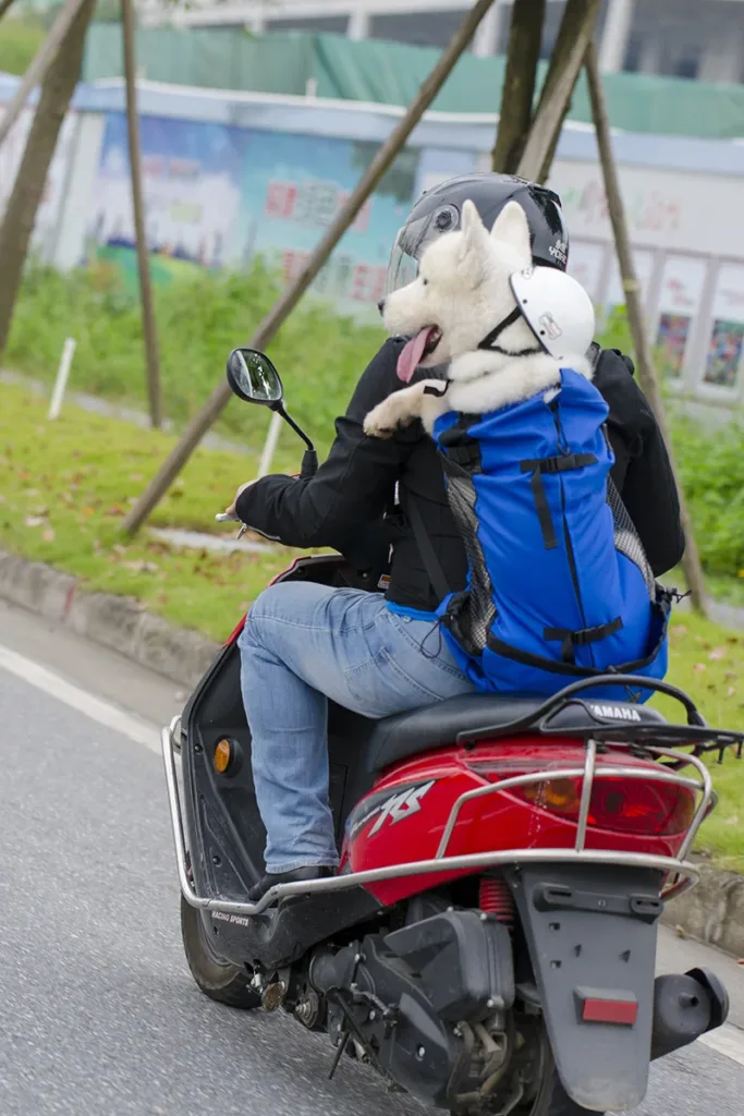 Motorcycle Dog Backpack Carrier Carry Dog on Motorcycle