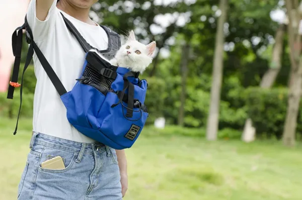 small cat backpack