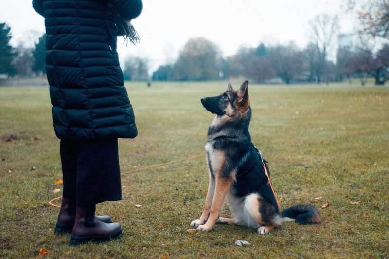 teaching dog recall