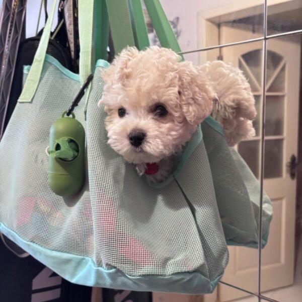 little dog carrier bag